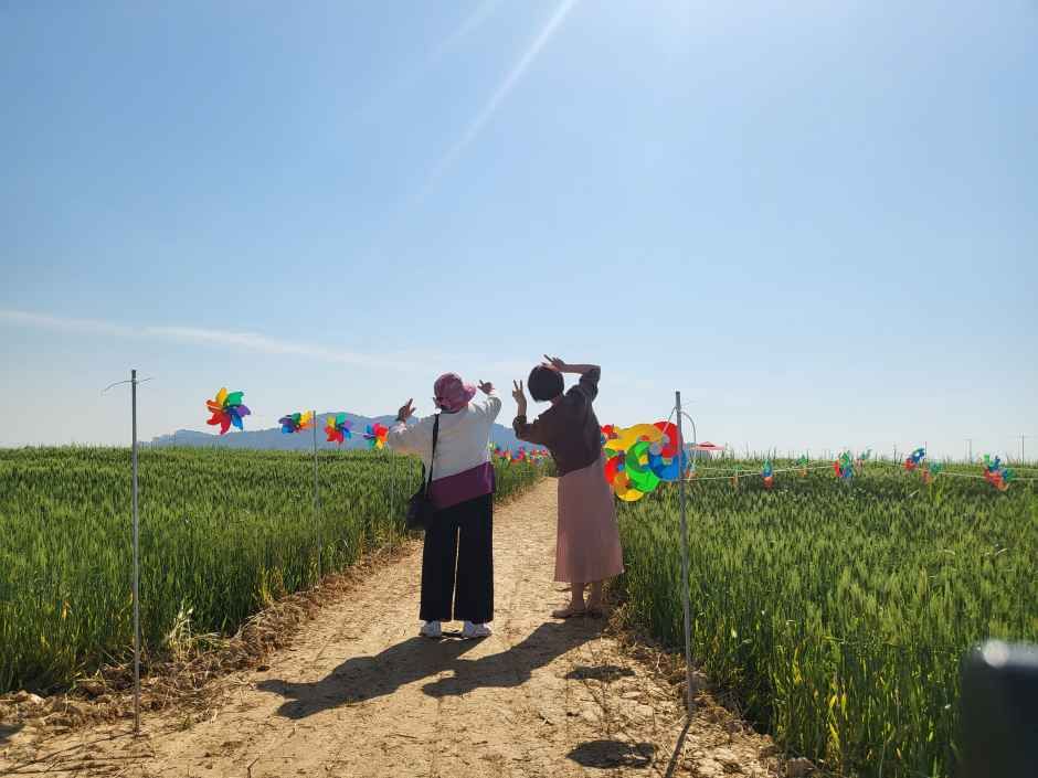 2026 진봉새만금보리밭축제 (4).jpg