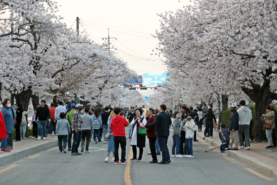 2024 정읍 벚꽃축제 2