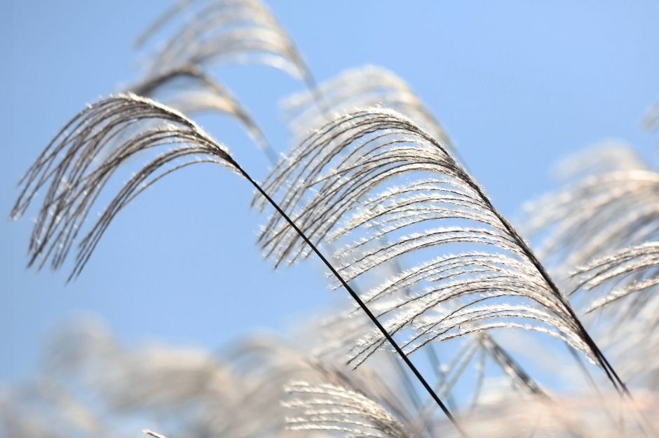 2025 서울억새축제 4