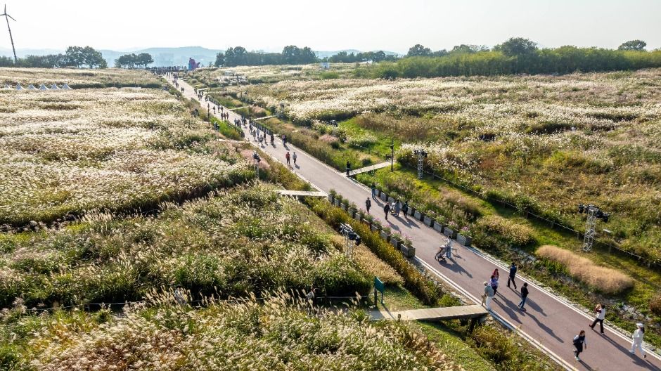 2025 서울억새축제 7