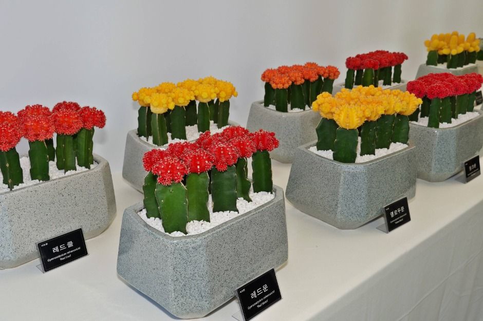 2025 선인장&다육식물展 5
