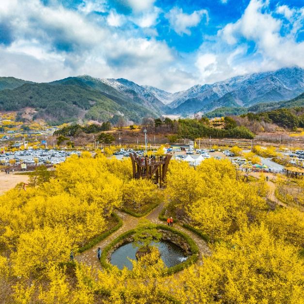 Gurye Sansuyu Flower Festival