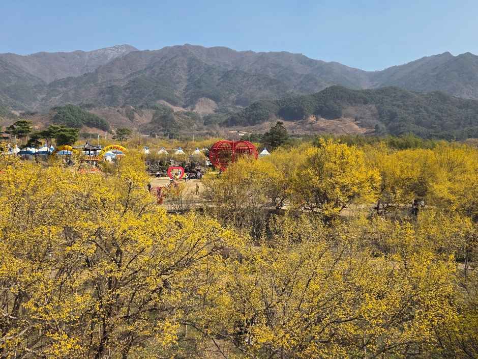 2026 구례산수유꽃축제  (5).jpg