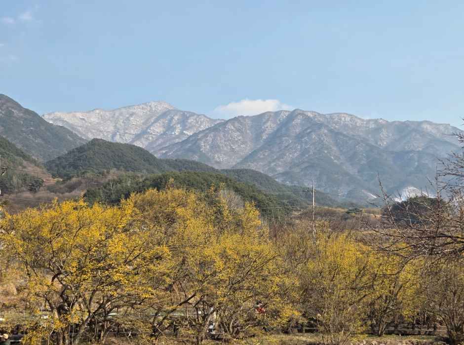 2026 구례산수유꽃축제  (4).jpg