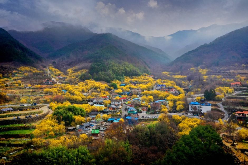 2025 구례산수유꽃축제 4