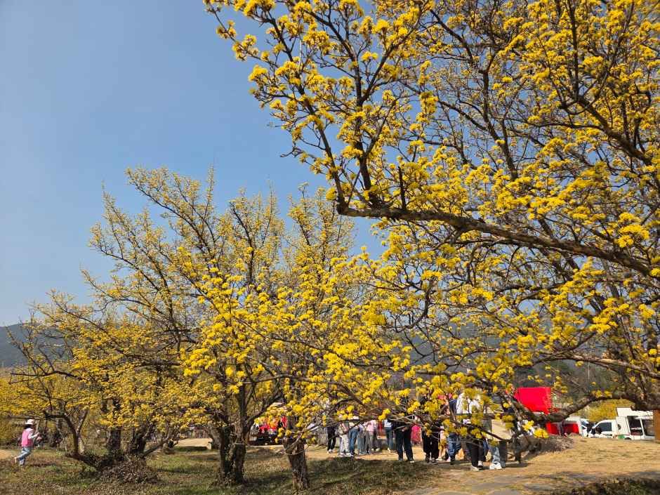 2026 구례산수유꽃축제  (2).jpg