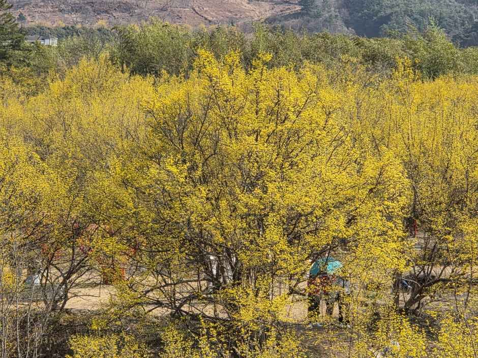 2026 구례산수유꽃축제  (6).jpg