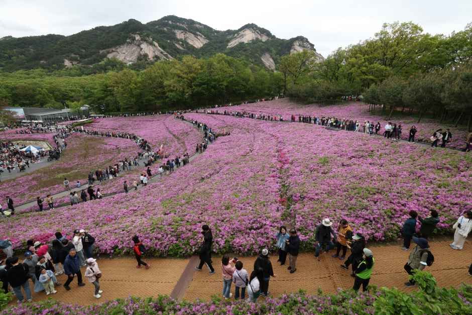 2026 서울 불암산 철쭉제 (1).jpg