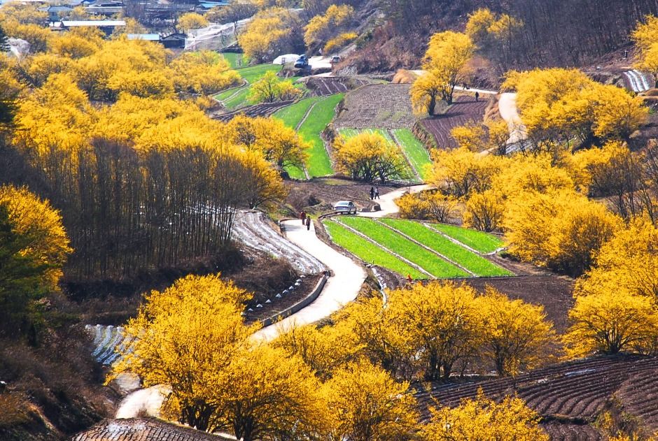 산수유마을꽃맞이행사 참고 이미지 3