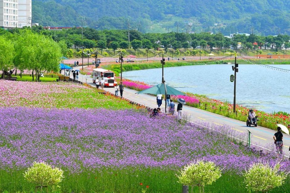 Jangseong Hwangryonggang Autumn Flower Festival