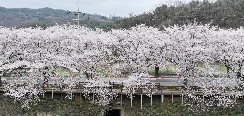 2025 대청호 벚꽃 축제 7