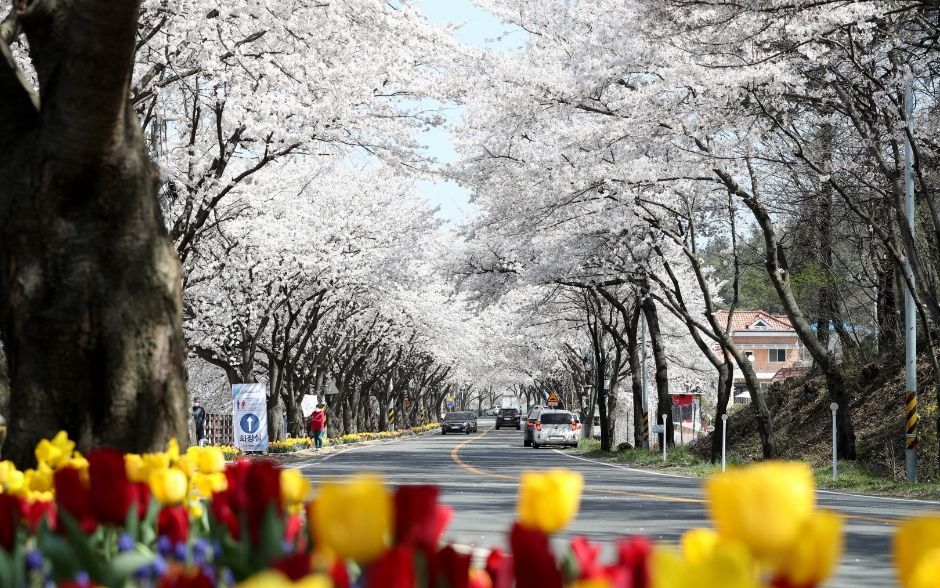 2024 대청호 벚꽃축제 이미지 2