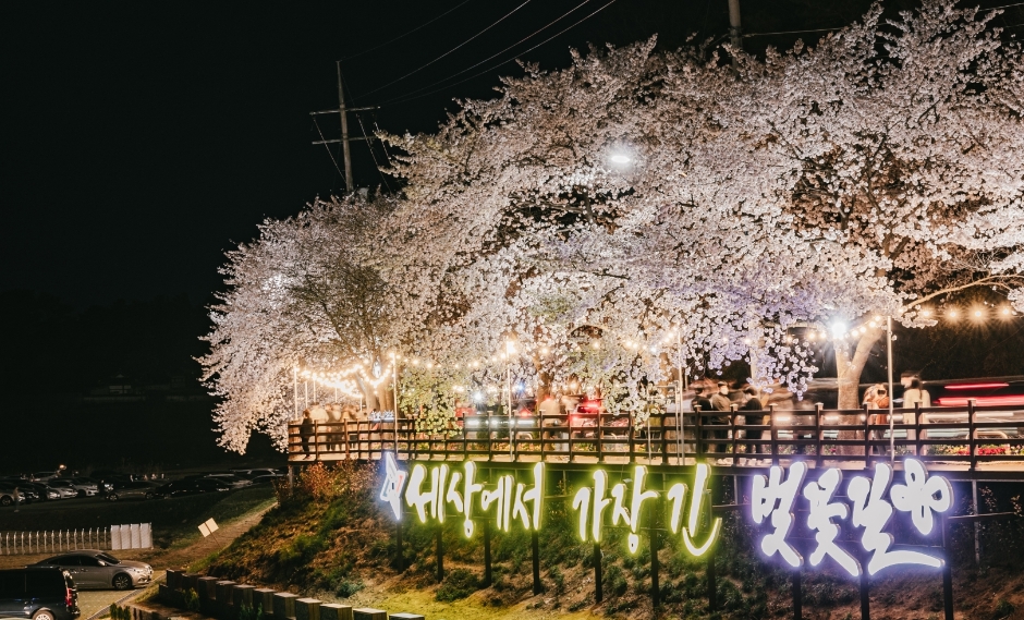 2024 대청호 벚꽃축제 이미지 3