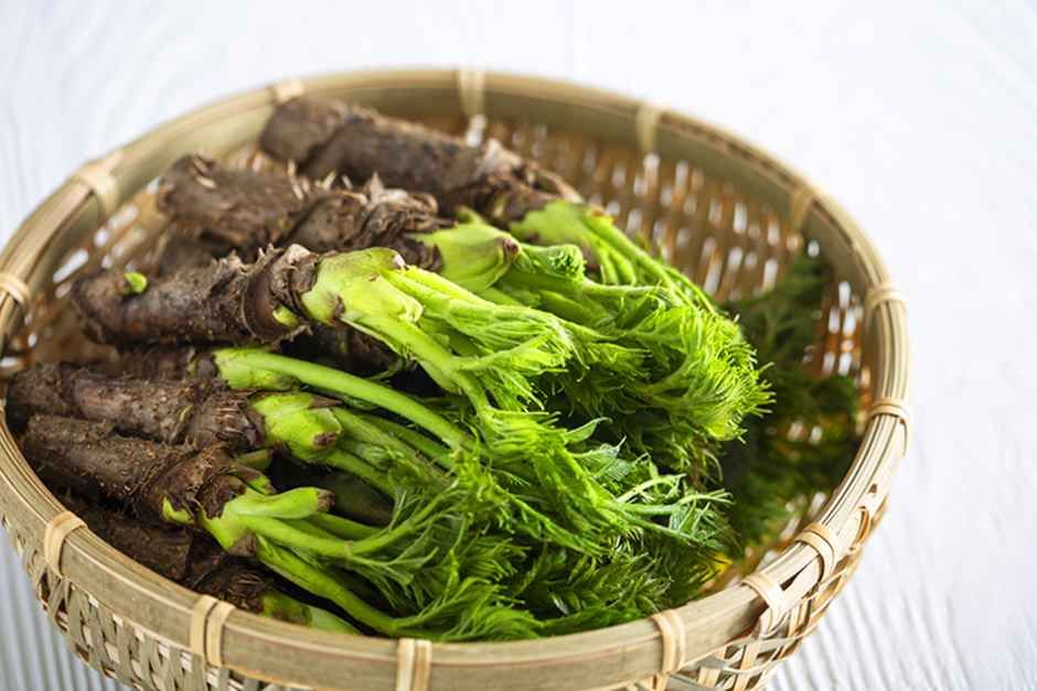 2026 두릅 산나물 축제 (5).jpg