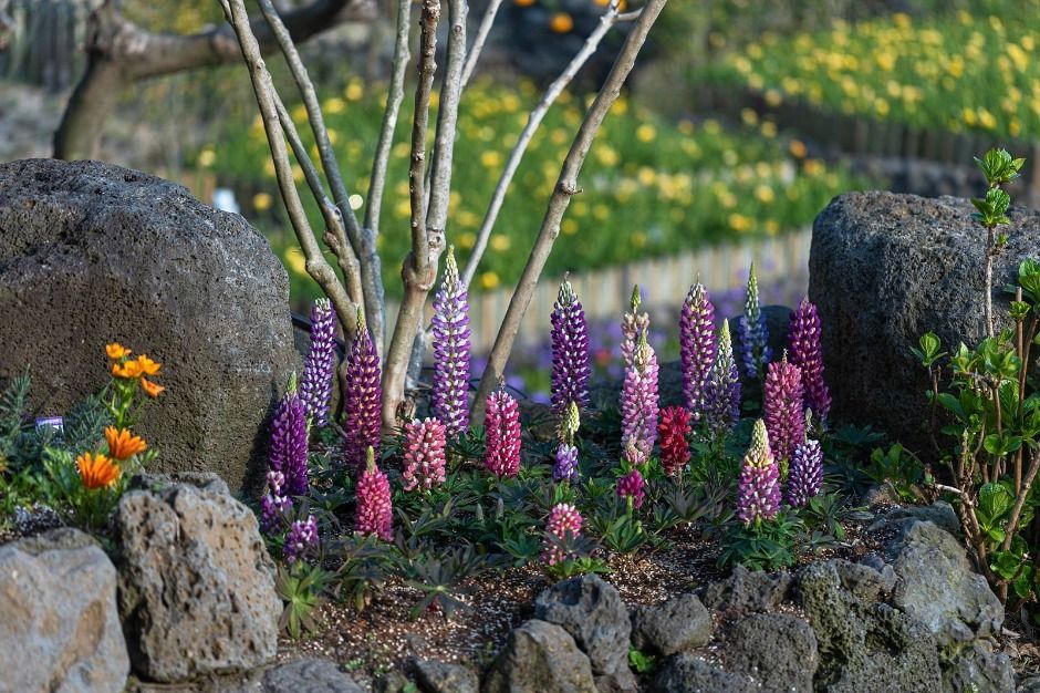 Manorblanc Lupin Flower Fragrance Festival