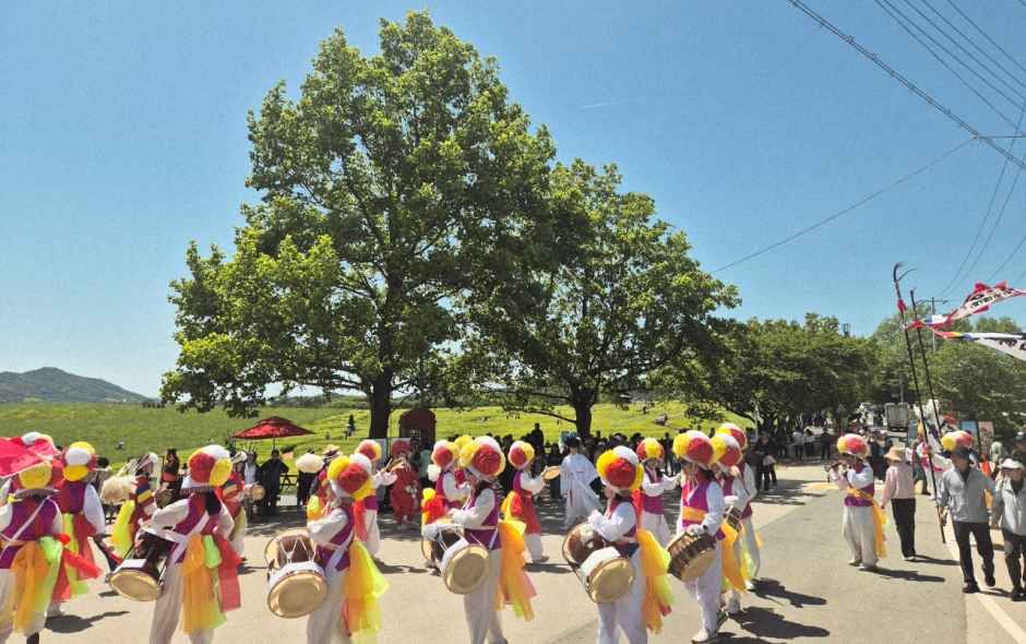 2026 고창청보리밭 축제 (5).jpg