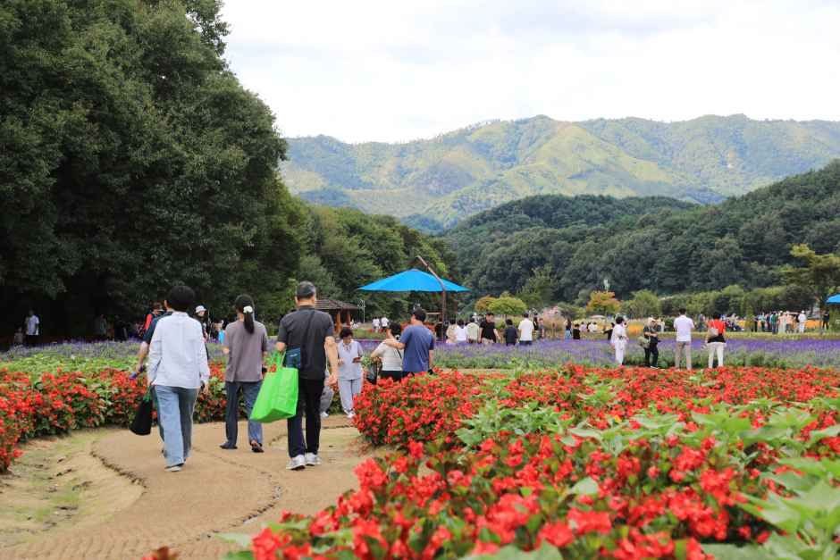 2026 함양산삼축제 (11).JPG