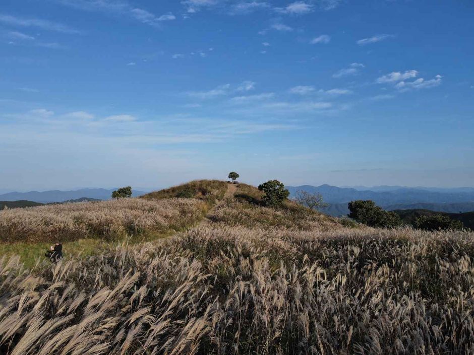 Hwangmaesan Silver Grass Festival