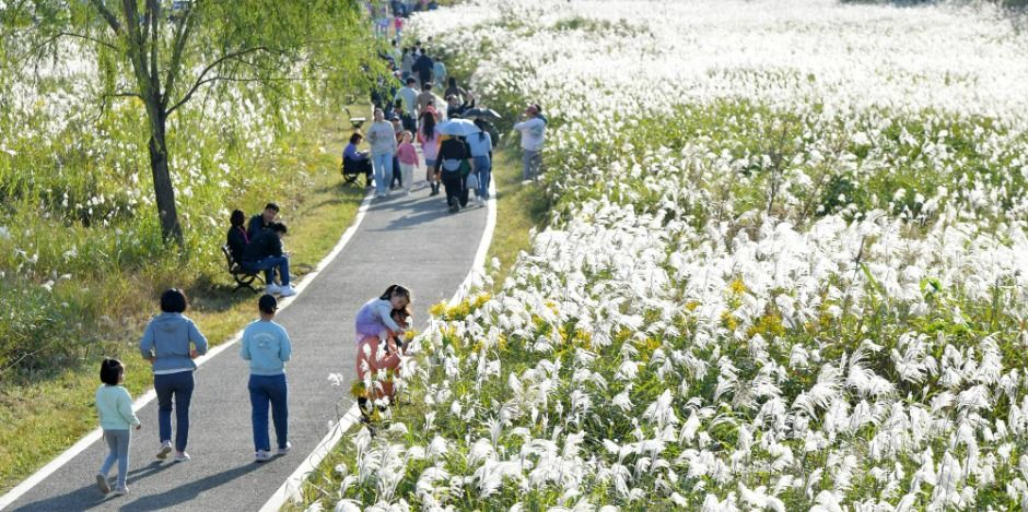 광주서창억새축제 포스터 · 광주 축제