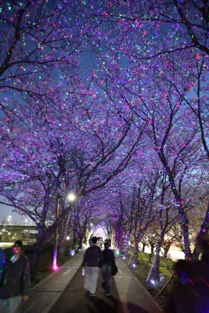 2026 강서 낙동강30리 벚꽃축제 (1).JPG