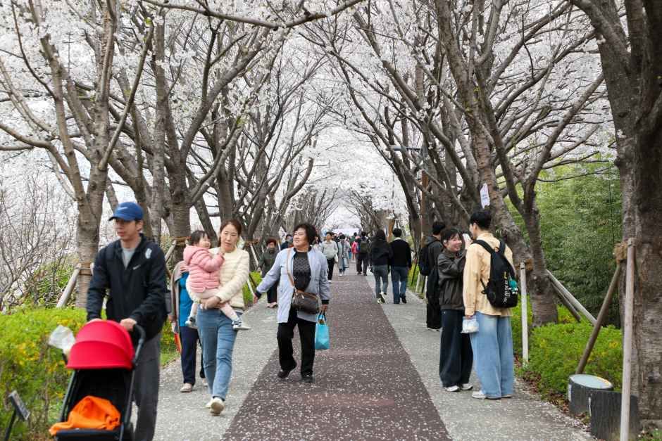 강서 낙동강30리 벚꽃축제 참고 이미지 2