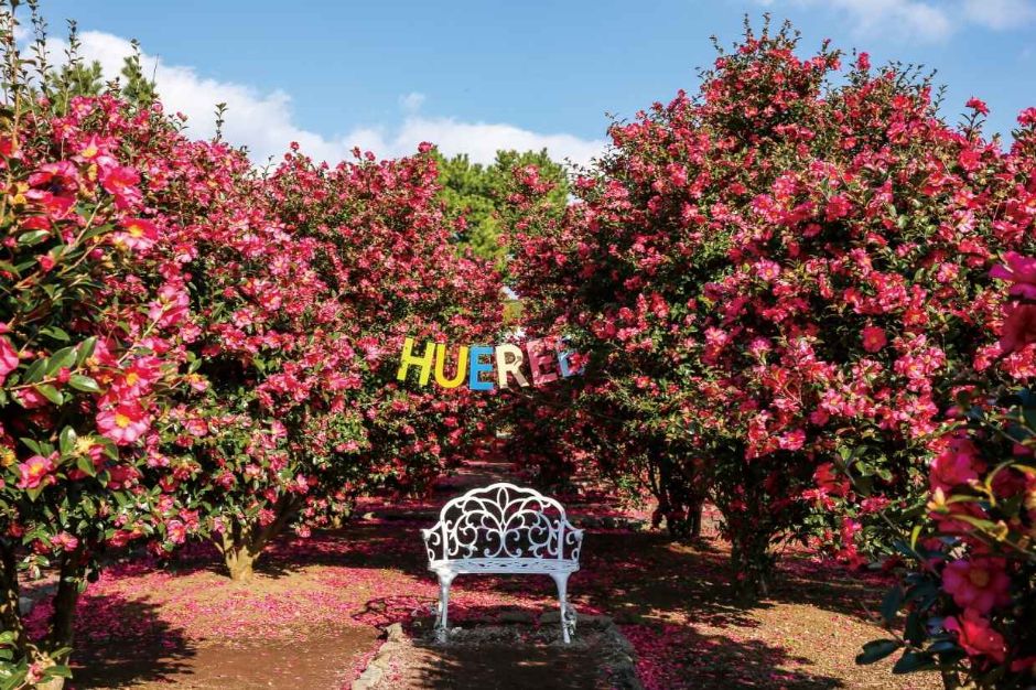 Hueree Camellia Festival