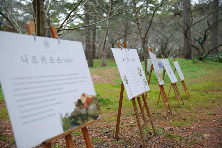 2025 한림공원 수선화 축제 (4)