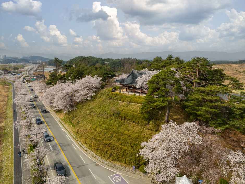 2026 강릉 경포벚꽃축제 (2).jpg