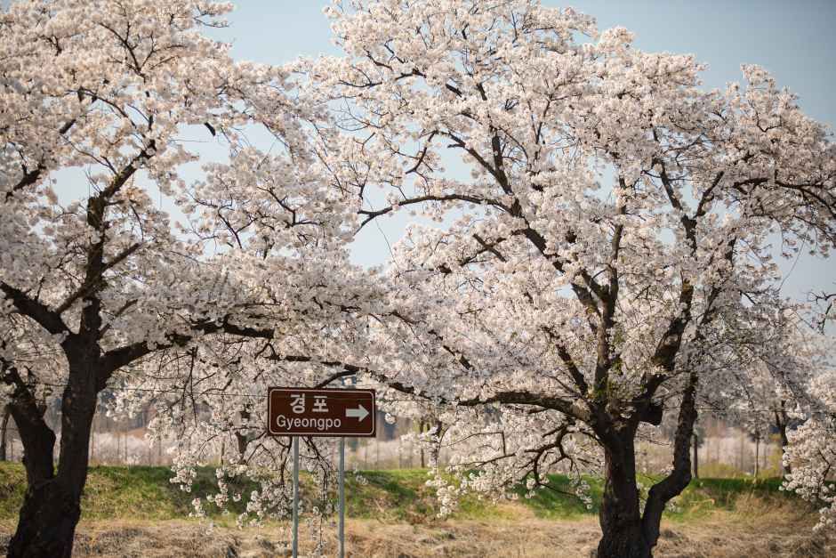 2026 강릉 경포벚꽃축제 (4).jpg