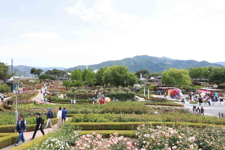 2025 곡성세계장미축제 8