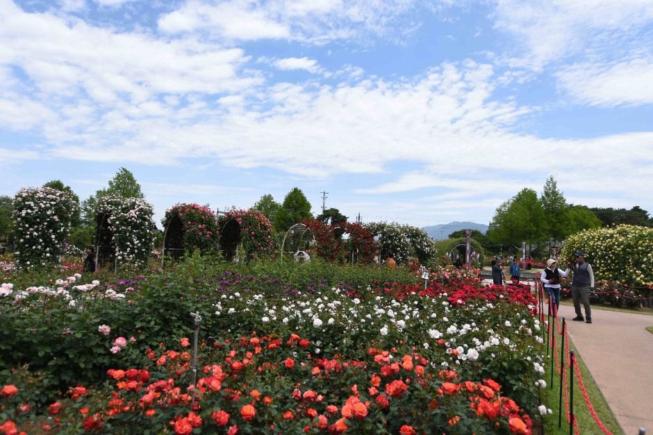 2025 곡성세계장미축제 9