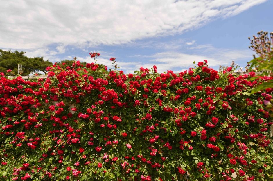 2025 곡성세계장미축제 17