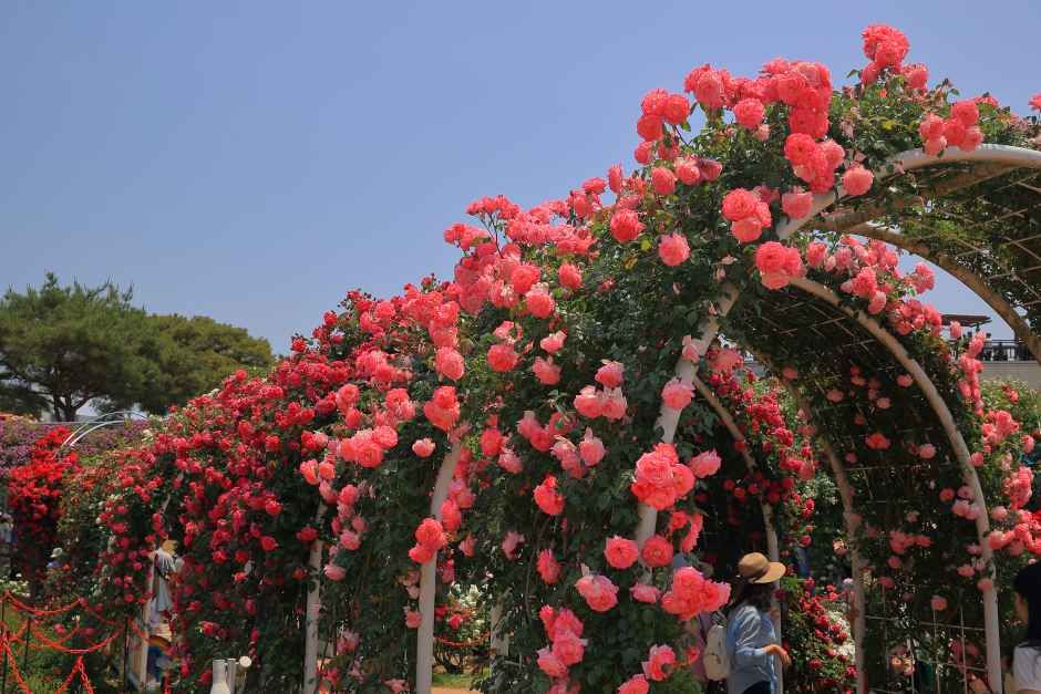 2026 곡성세계장미축제 (2).jpg