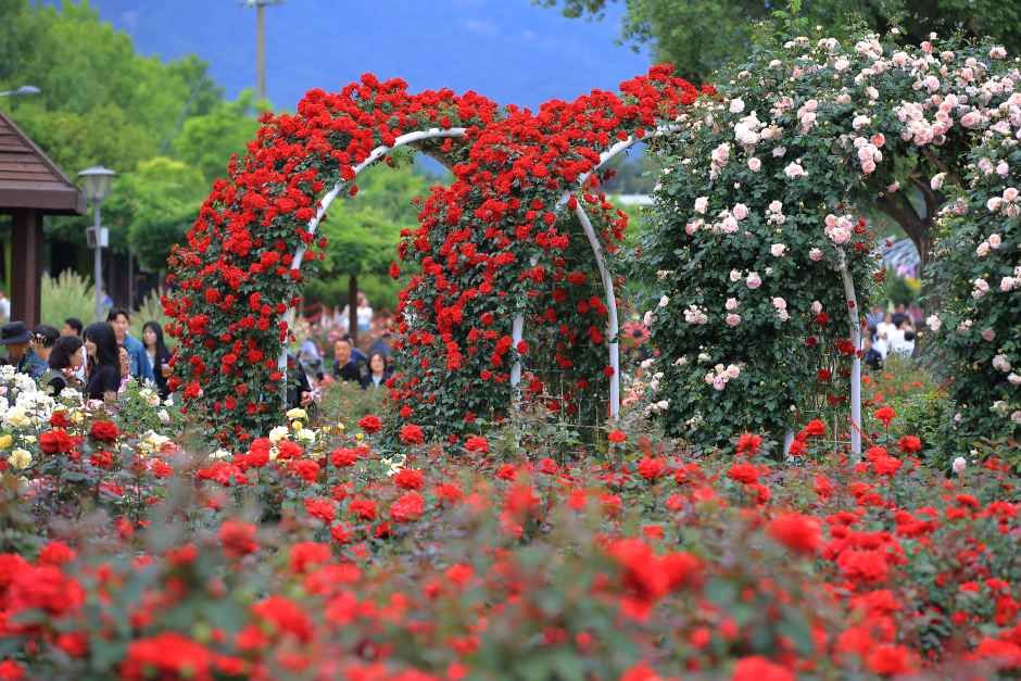 2026 곡성세계장미축제 (3).jpg