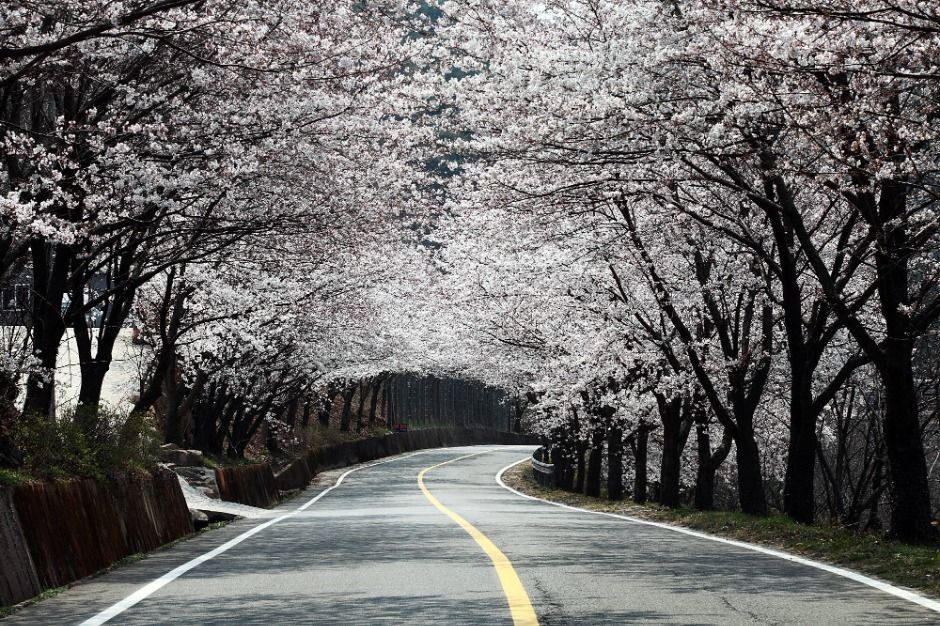 Hwagae Market Cherry Blossom Festival