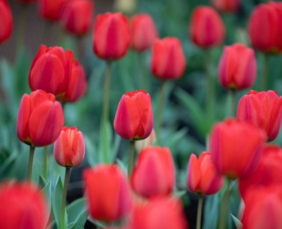 Boromwat Tulip Festival