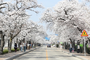 2024 정읍 벚꽃축제 1