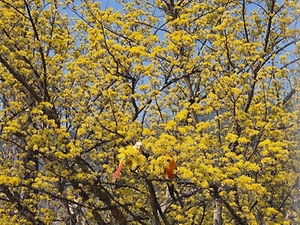 2026 구례산수유꽃축제  (1).jpg