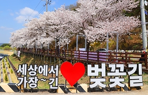 2024 대청호 벚꽃축제 이미지 1