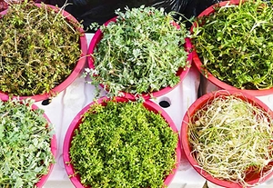 2026 두릅 산나물 축제 (6).jpg