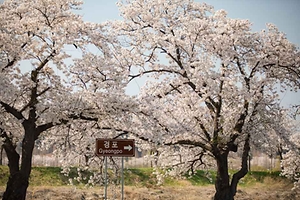 2026 강릉 경포벚꽃축제 (4).jpg