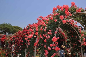 2026 곡성세계장미축제 (2).jpg