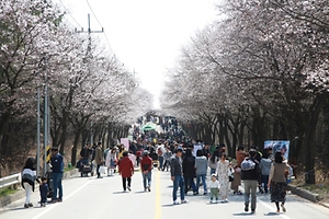 제7회 여주흥천남한강 벚꽃축제 (4)