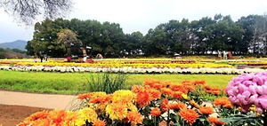 2026 연천 국화축제 (2).jpg