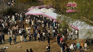 2026 양재천 벚꽃 등(燈) 축제 (9).jpg