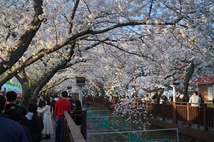 2026 진해군항제 (4).JPG