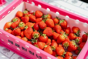 2026 진주딸기축제 (9).jpg