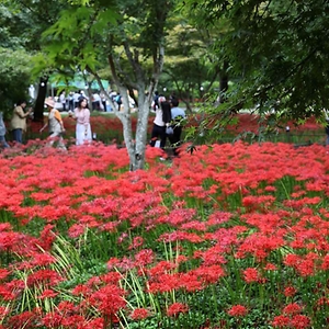 영광불갑산상사화축제