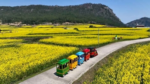 2026 보배섬 유채꽃 축제 (1).jpg