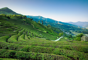 2025 하동야생차문화축제 4